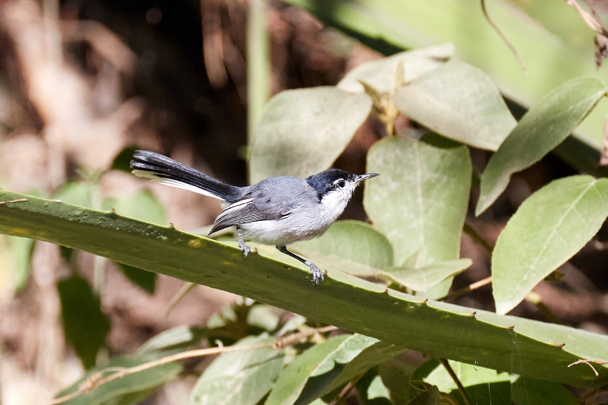 Tropical Gnatcatcher (Marañon) - ML620615216