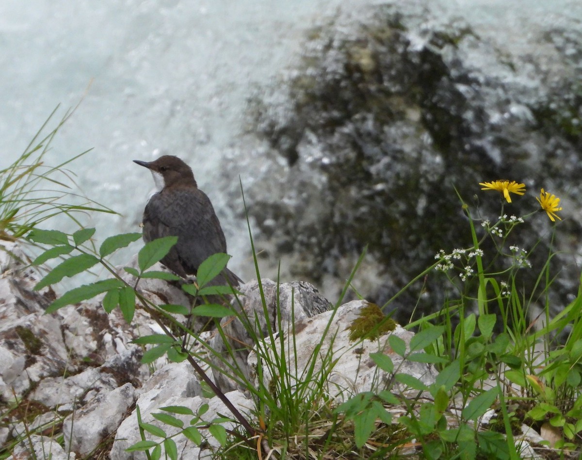 White-throated Dipper - ML620615219