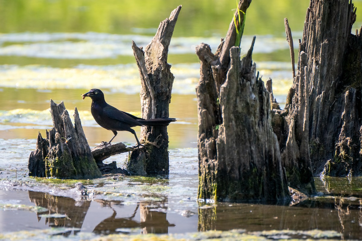 Common Grackle - ML620615223