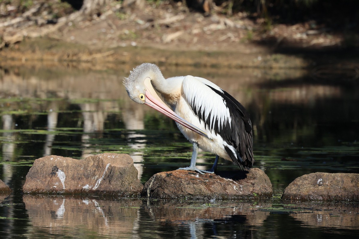 Australian Pelican - ML620615225