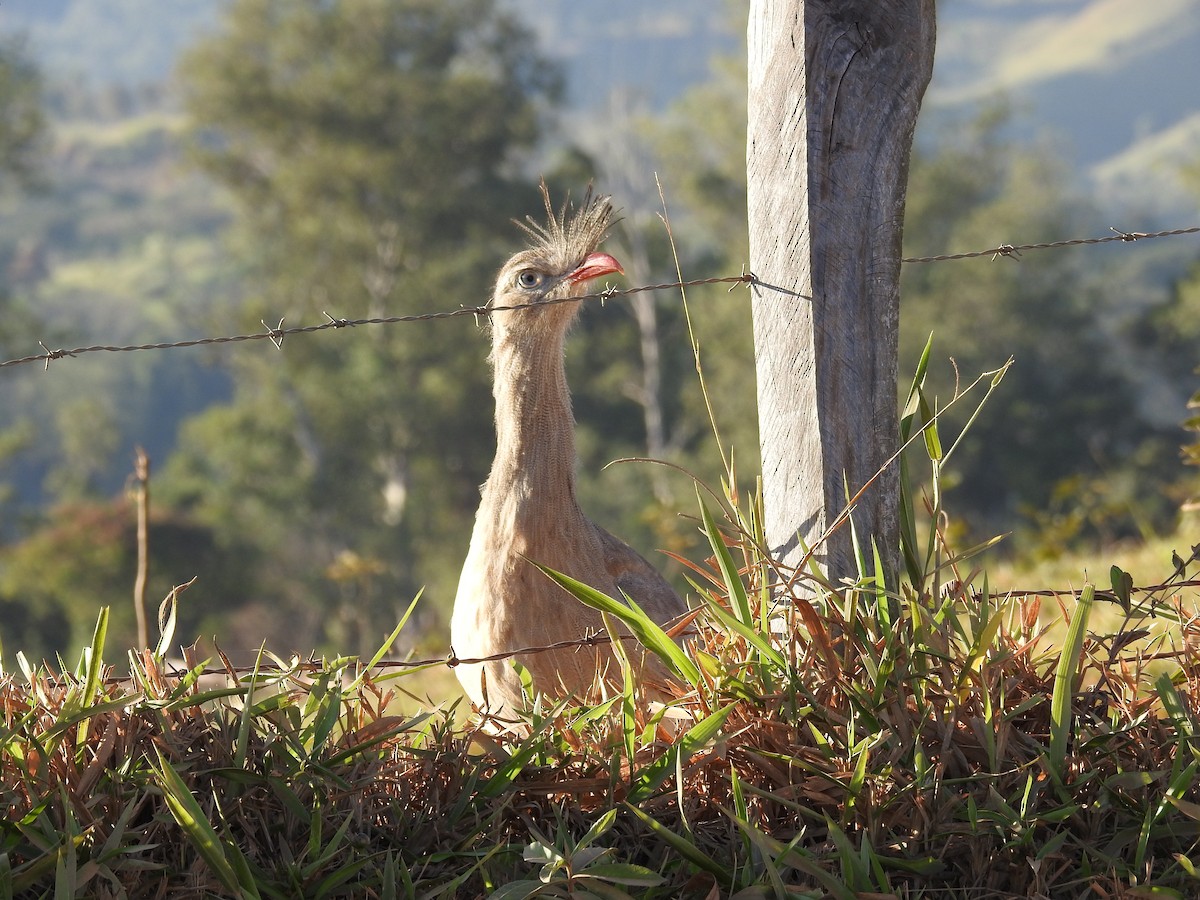 Cariama huppé - ML620615226