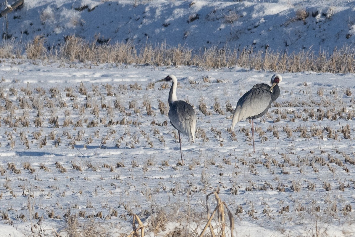 White-naped Crane - ML620615229