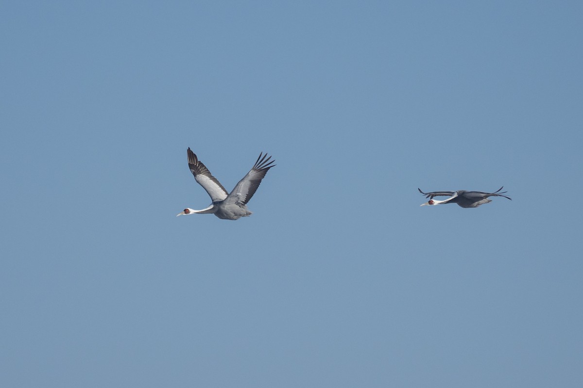 White-naped Crane - ML620615230