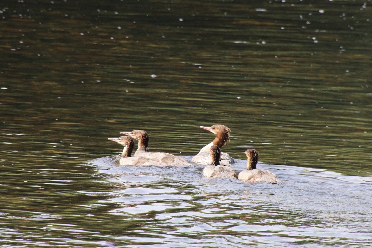 Common Merganser - ML620615231