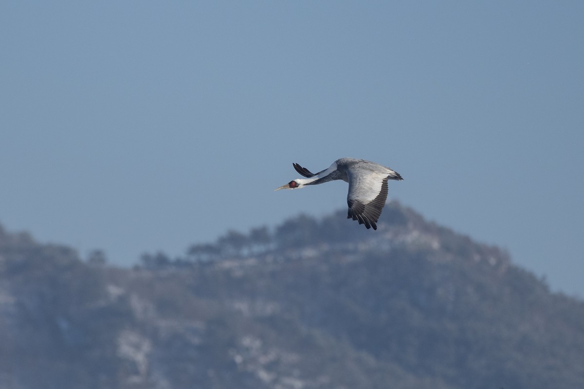 White-naped Crane - ML620615233