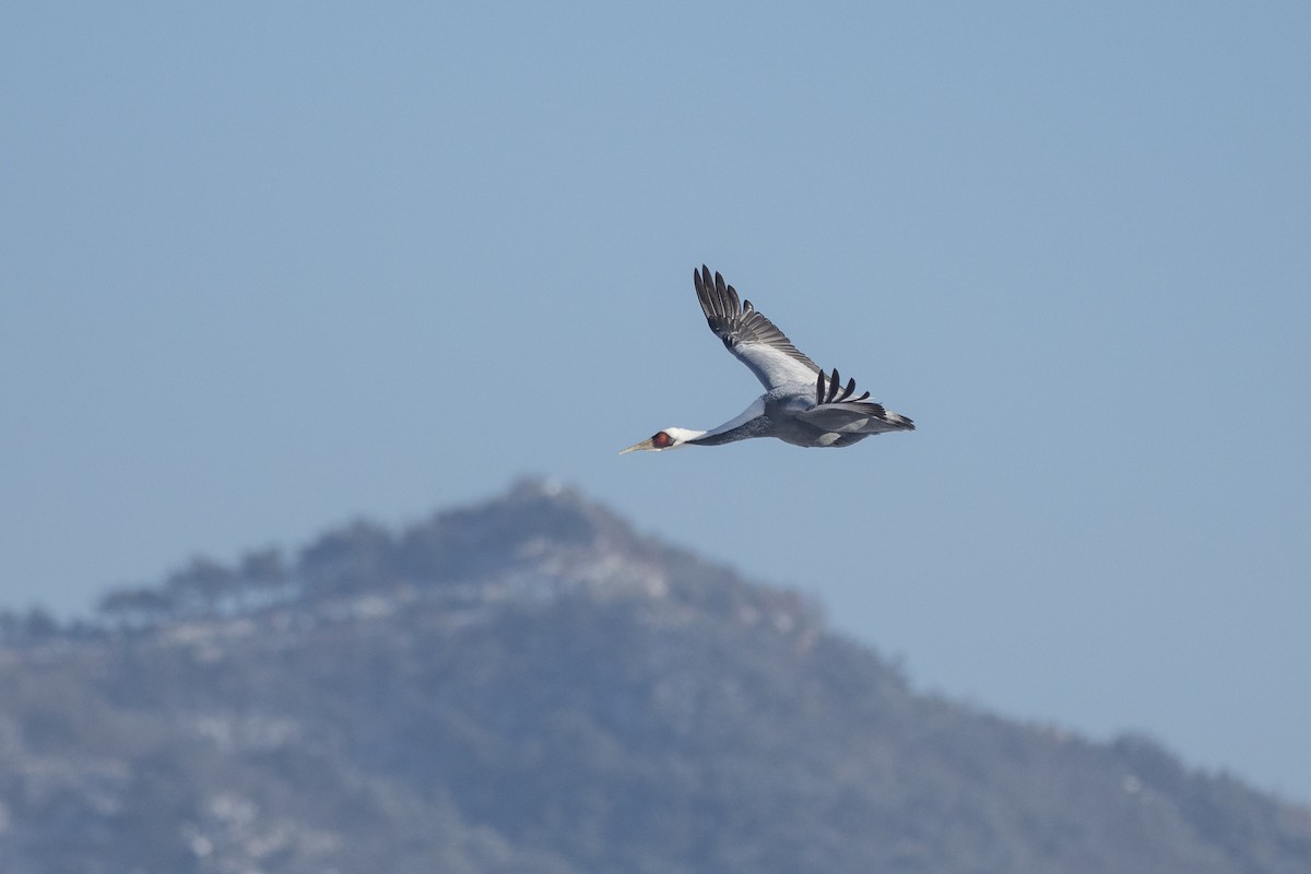 White-naped Crane - ML620615234