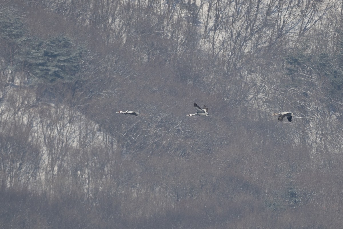 White-naped Crane - ML620615236