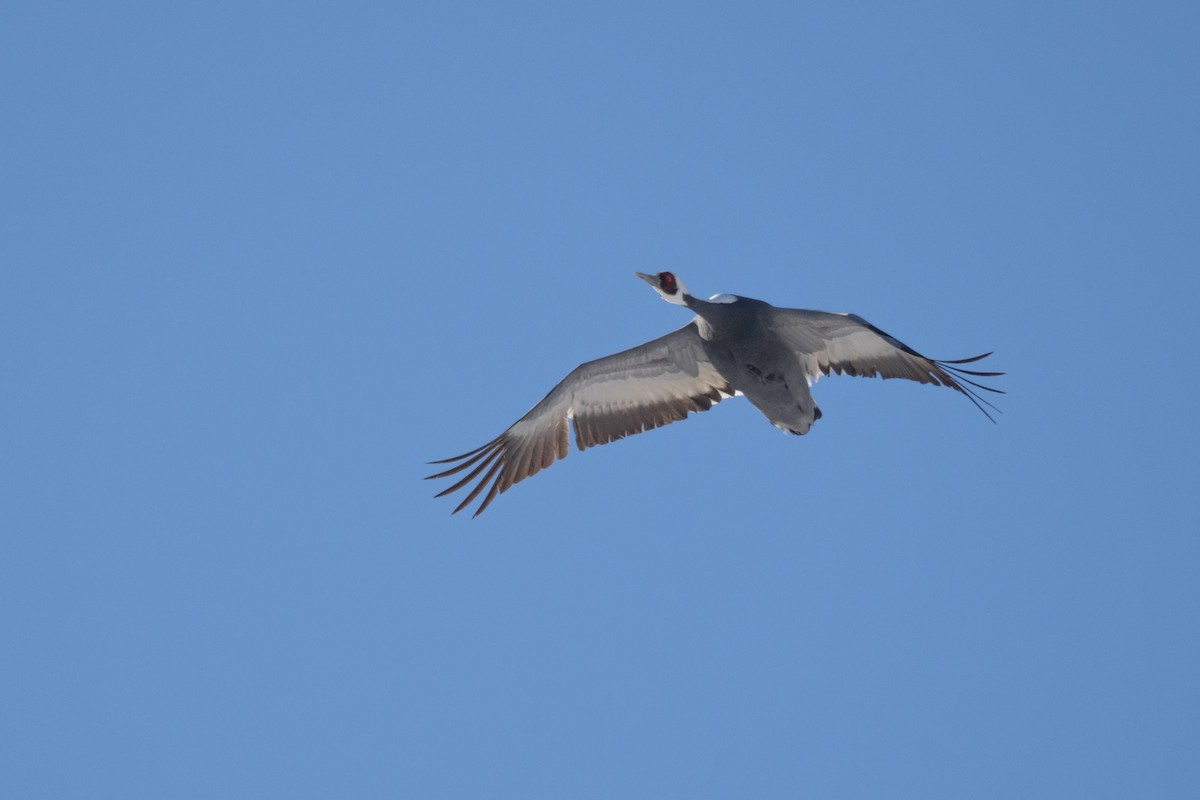 White-naped Crane - ML620615237