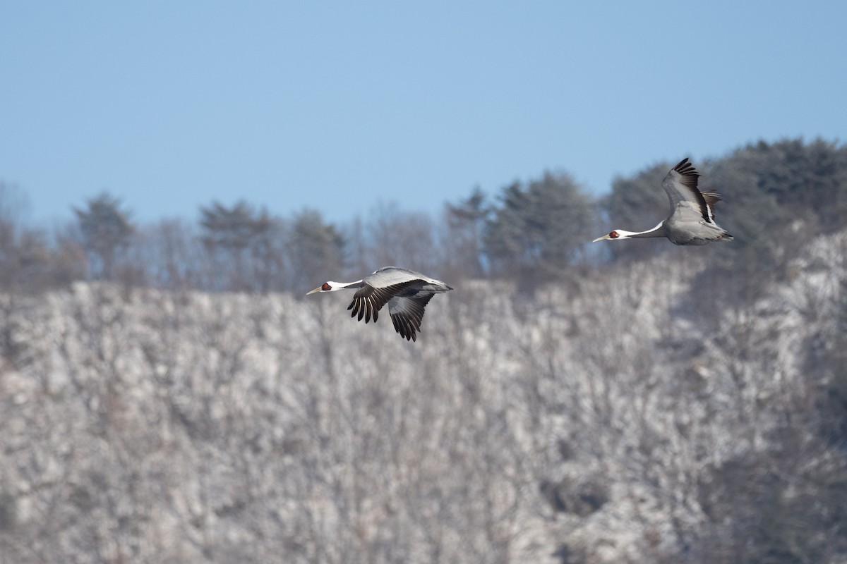 White-naped Crane - ML620615241