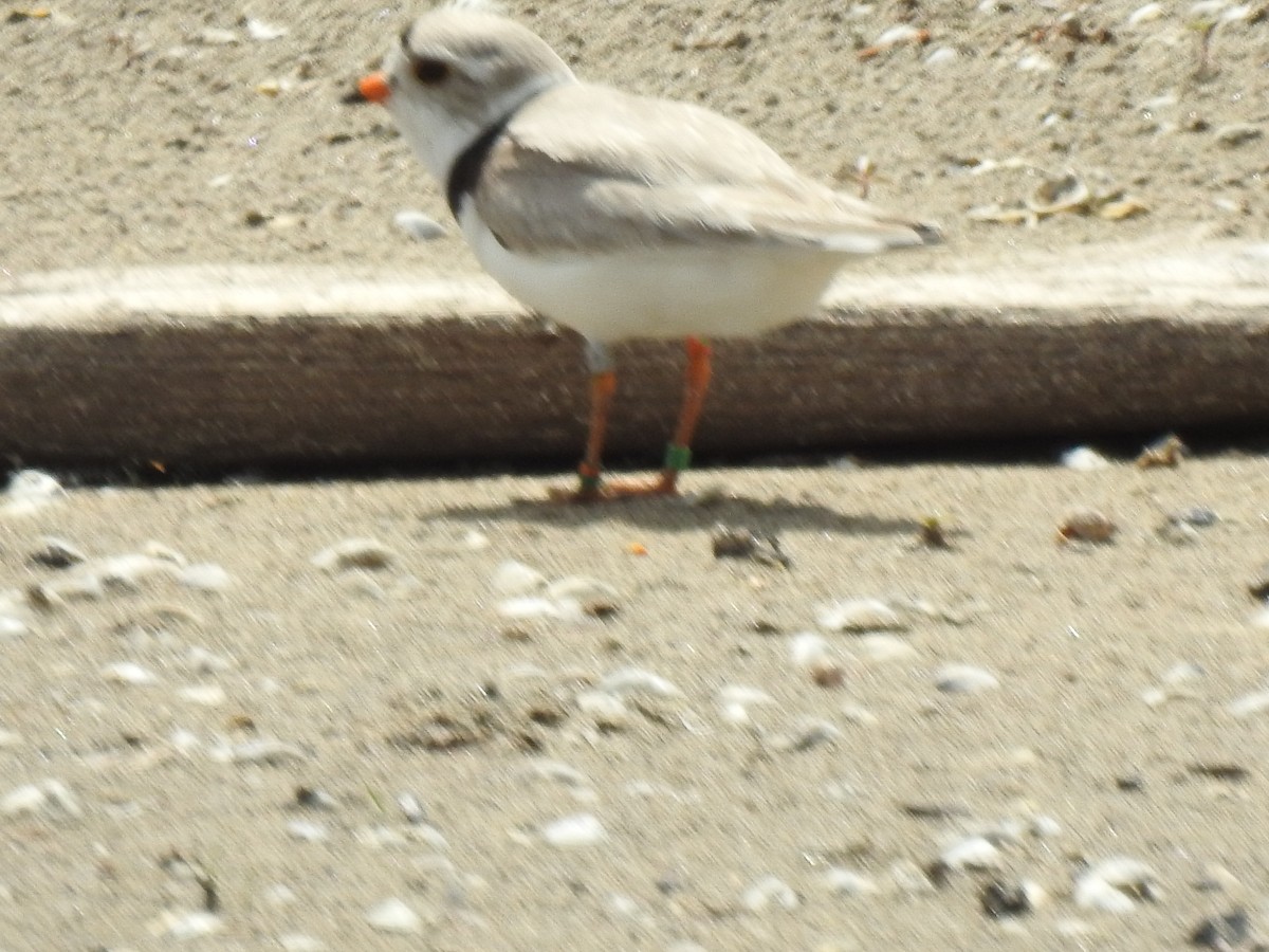 Piping Plover - ML620615245