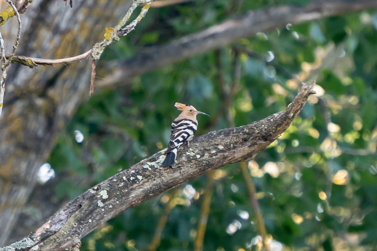 Eurasian Hoopoe - ML620615246