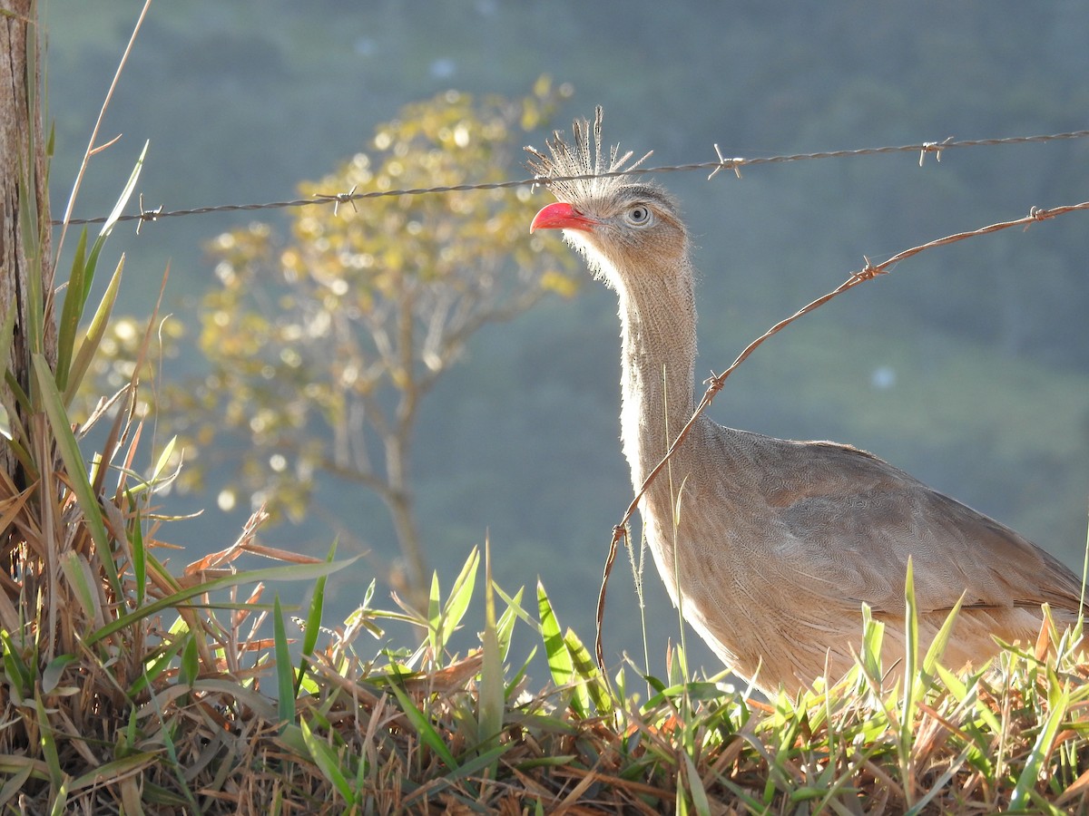 Red-legged Seriema - ML620615247