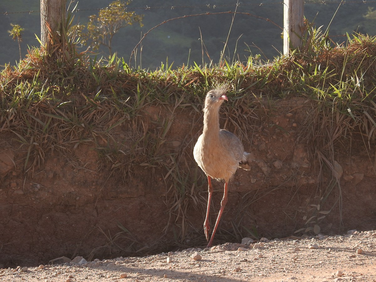 Cariama huppé - ML620615248