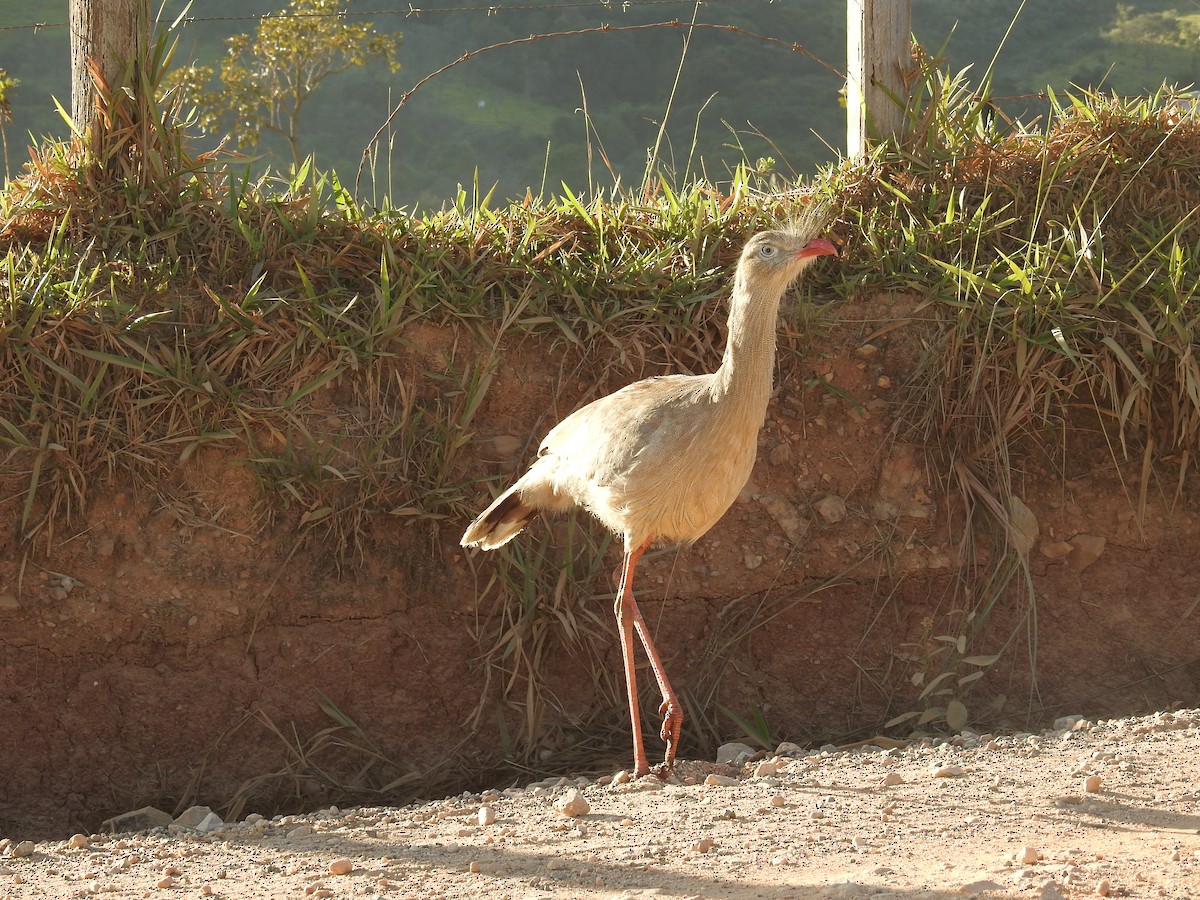 Cariama huppé - ML620615249