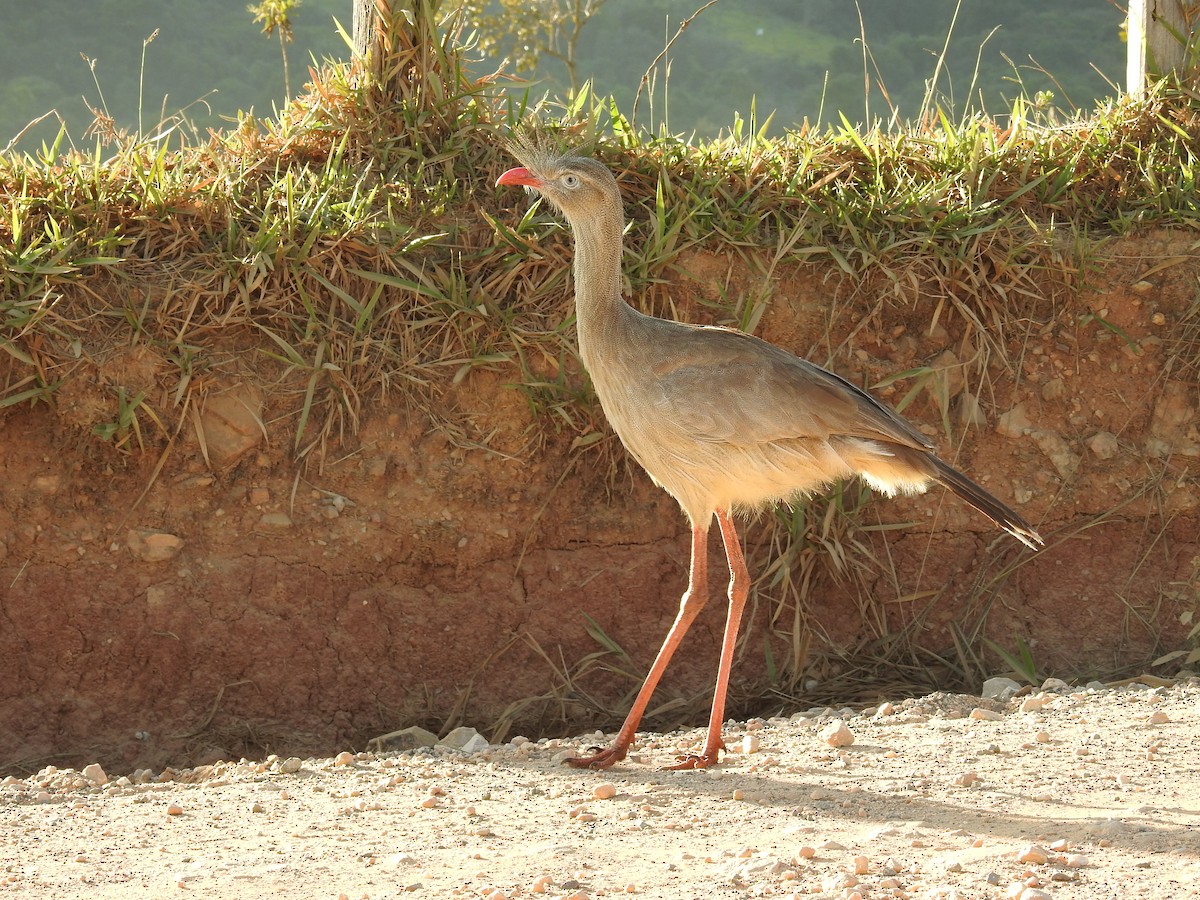 Red-legged Seriema - Reinaldo Gibin Nardo