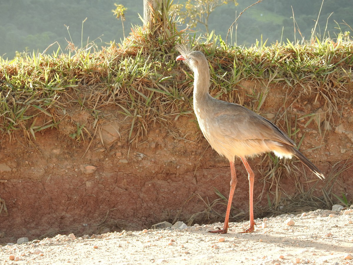 Red-legged Seriema - ML620615251