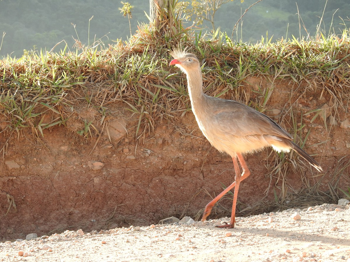 Red-legged Seriema - ML620615252