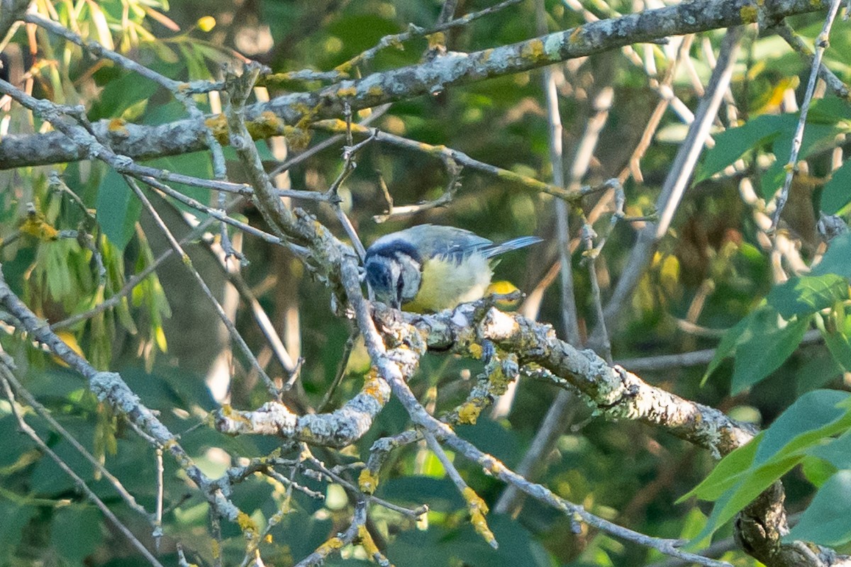 Eurasian Blue Tit - ML620615253