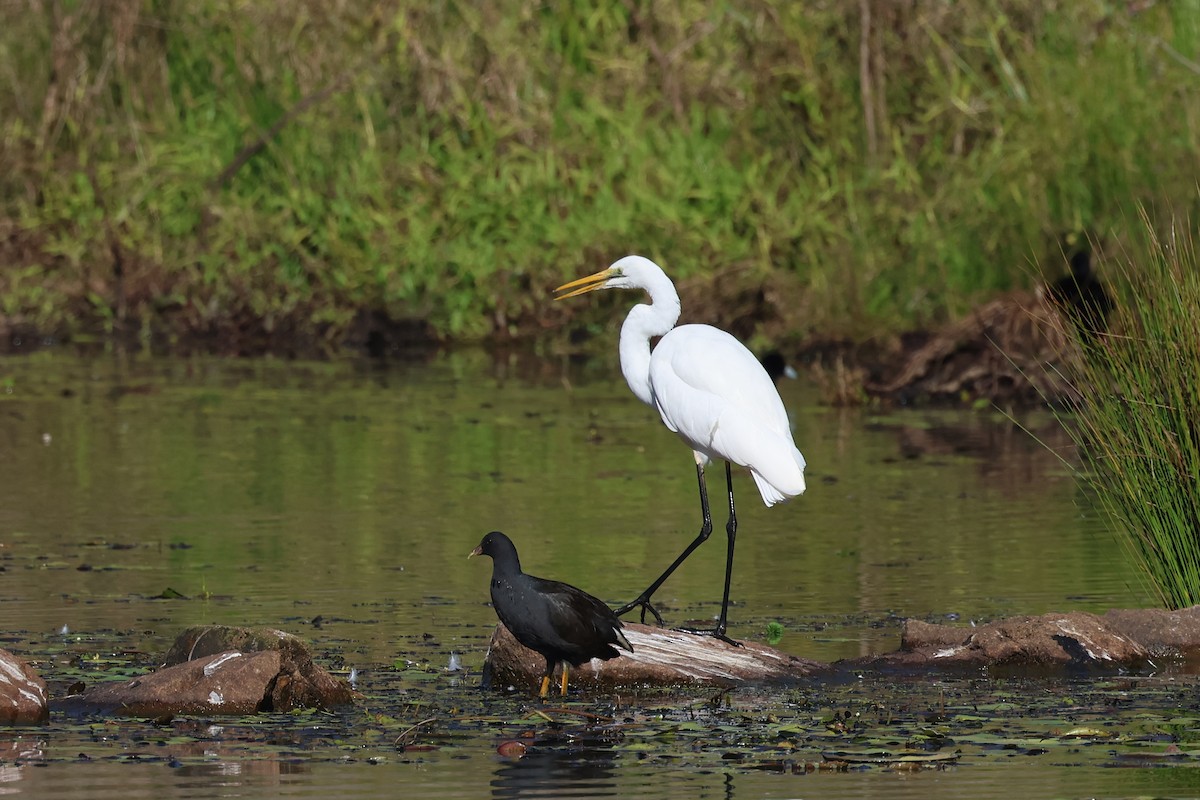 Great Egret - ML620615255