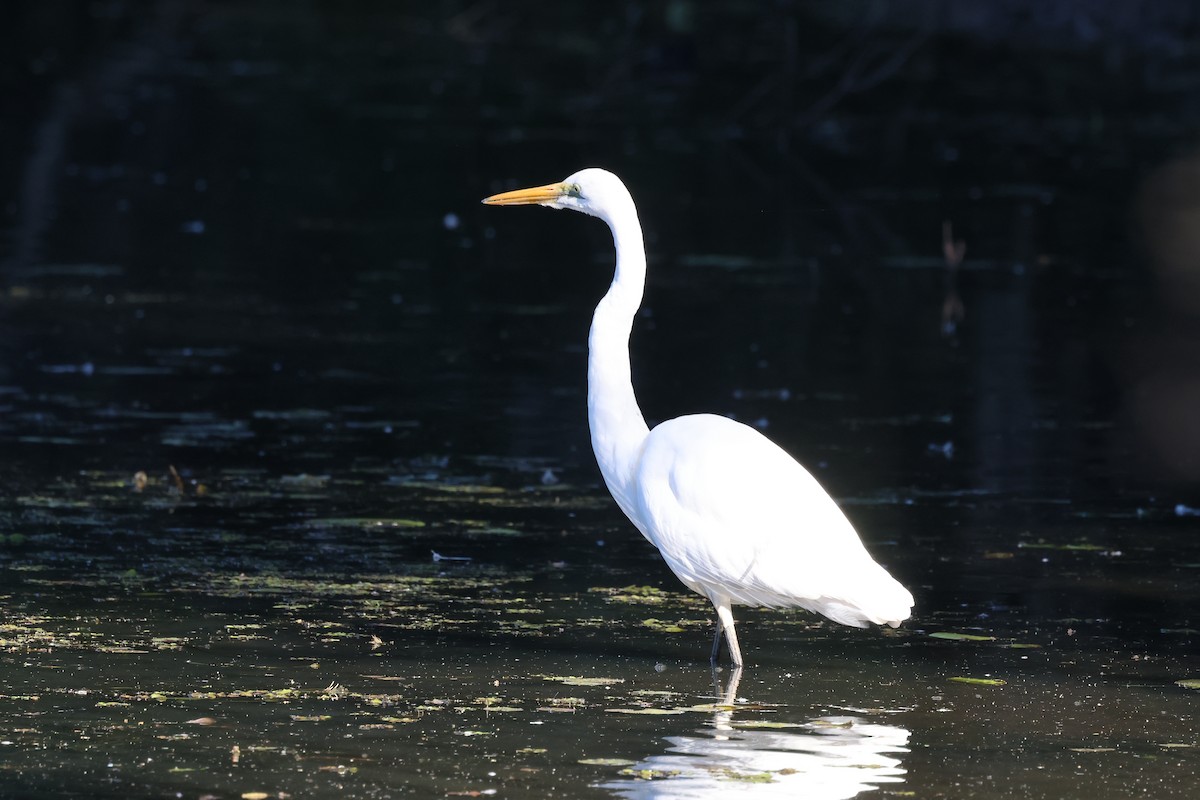 Great Egret - ML620615256