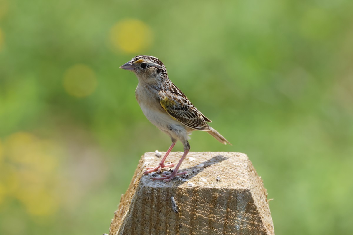 Grasshopper Sparrow - ML620615258