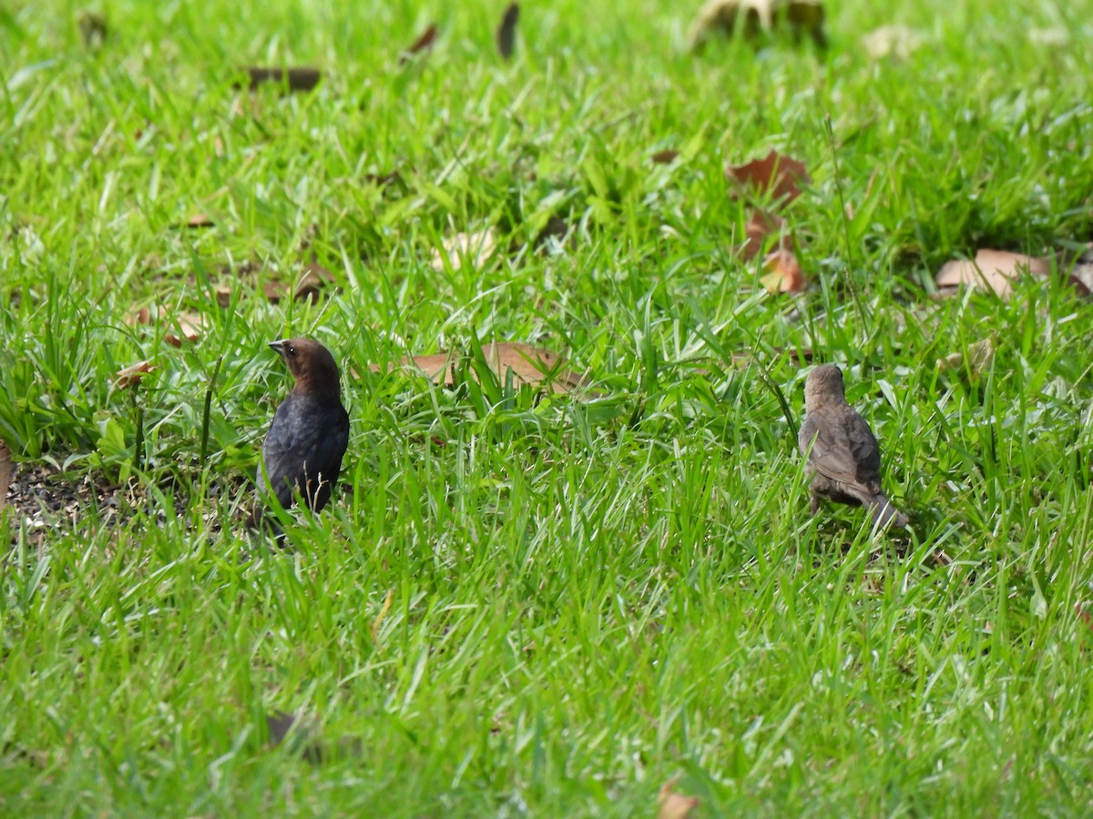 Brown-headed Cowbird - ML620615259