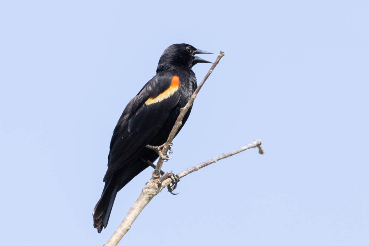 Red-winged Blackbird - ML620615260