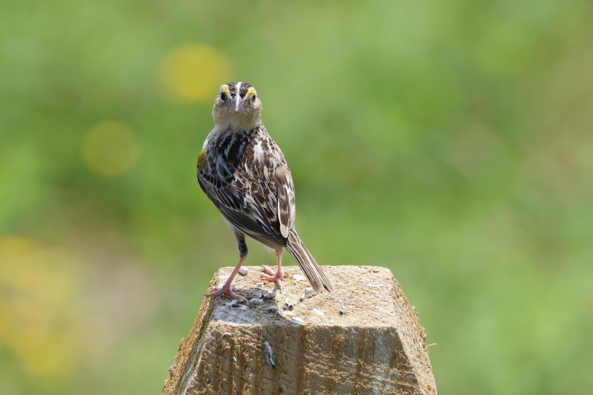 Grasshopper Sparrow - ML620615261