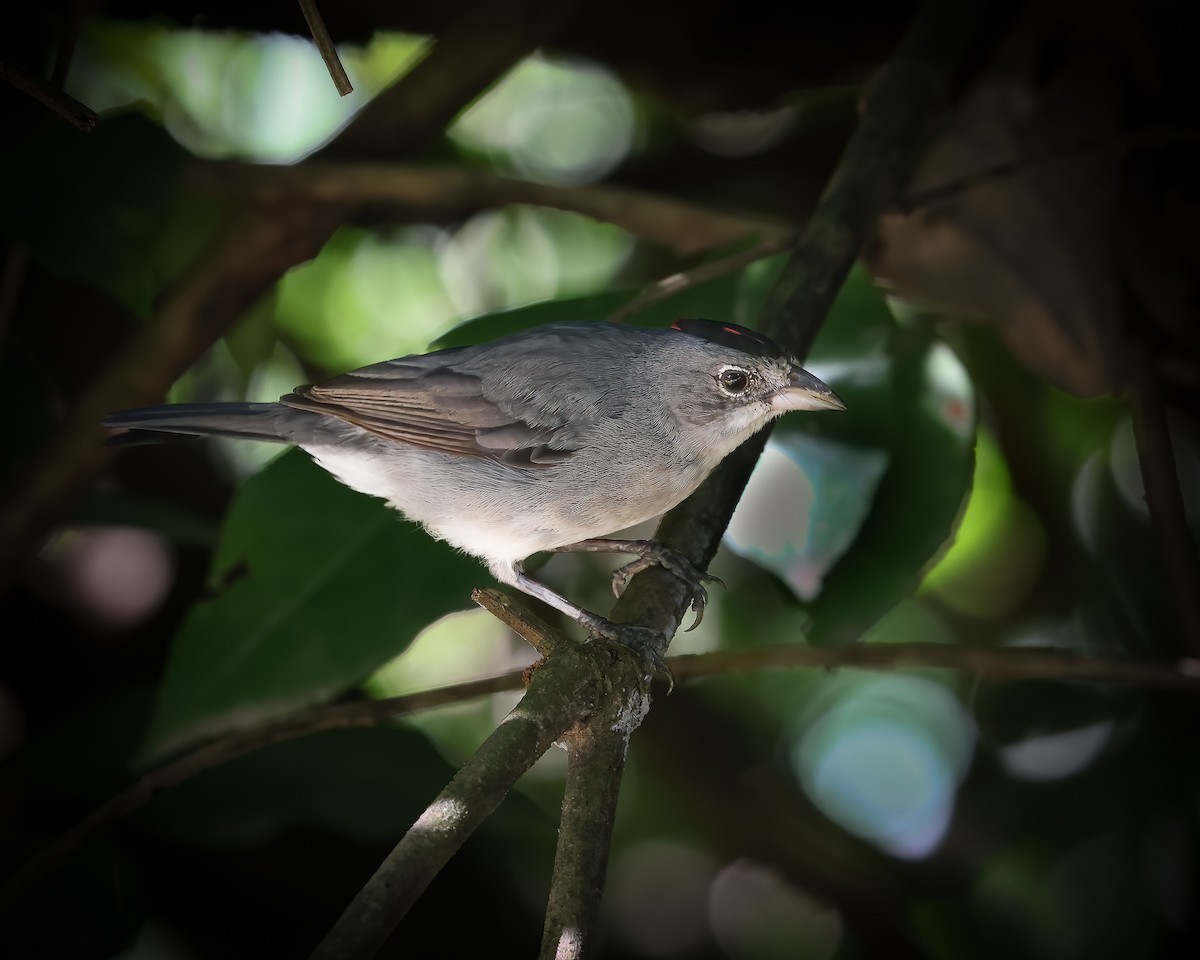 Pileated Finch - ML620615264