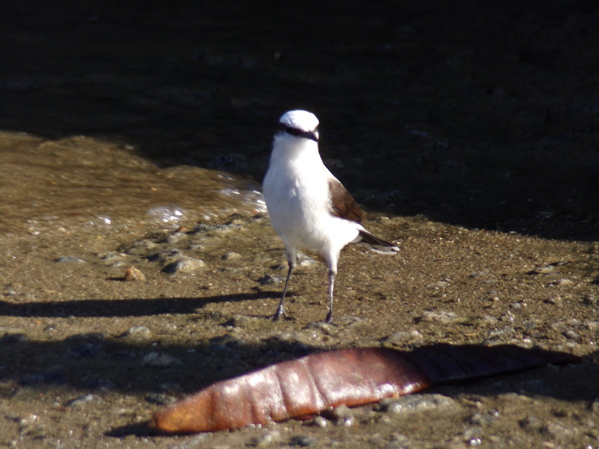 Masked Water-Tyrant - ML620615273