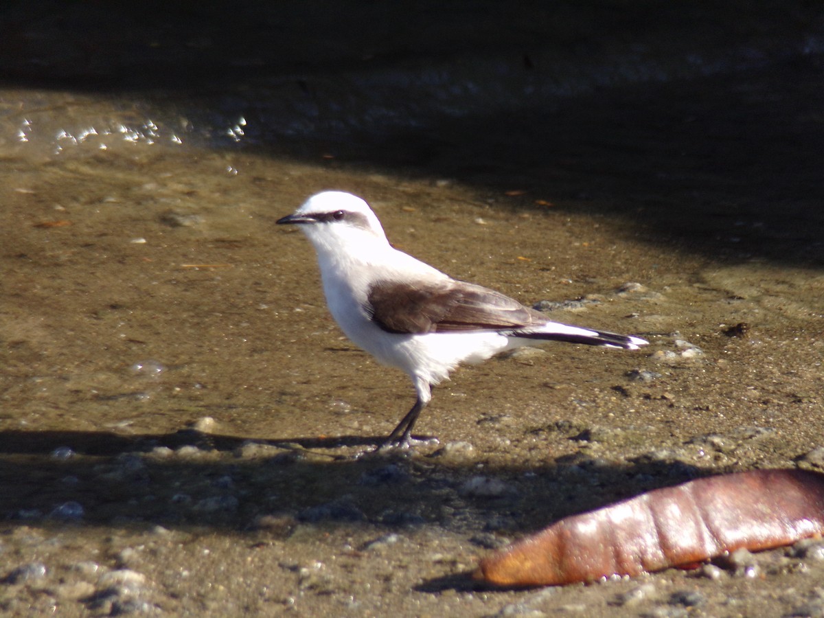 Masked Water-Tyrant - ML620615275