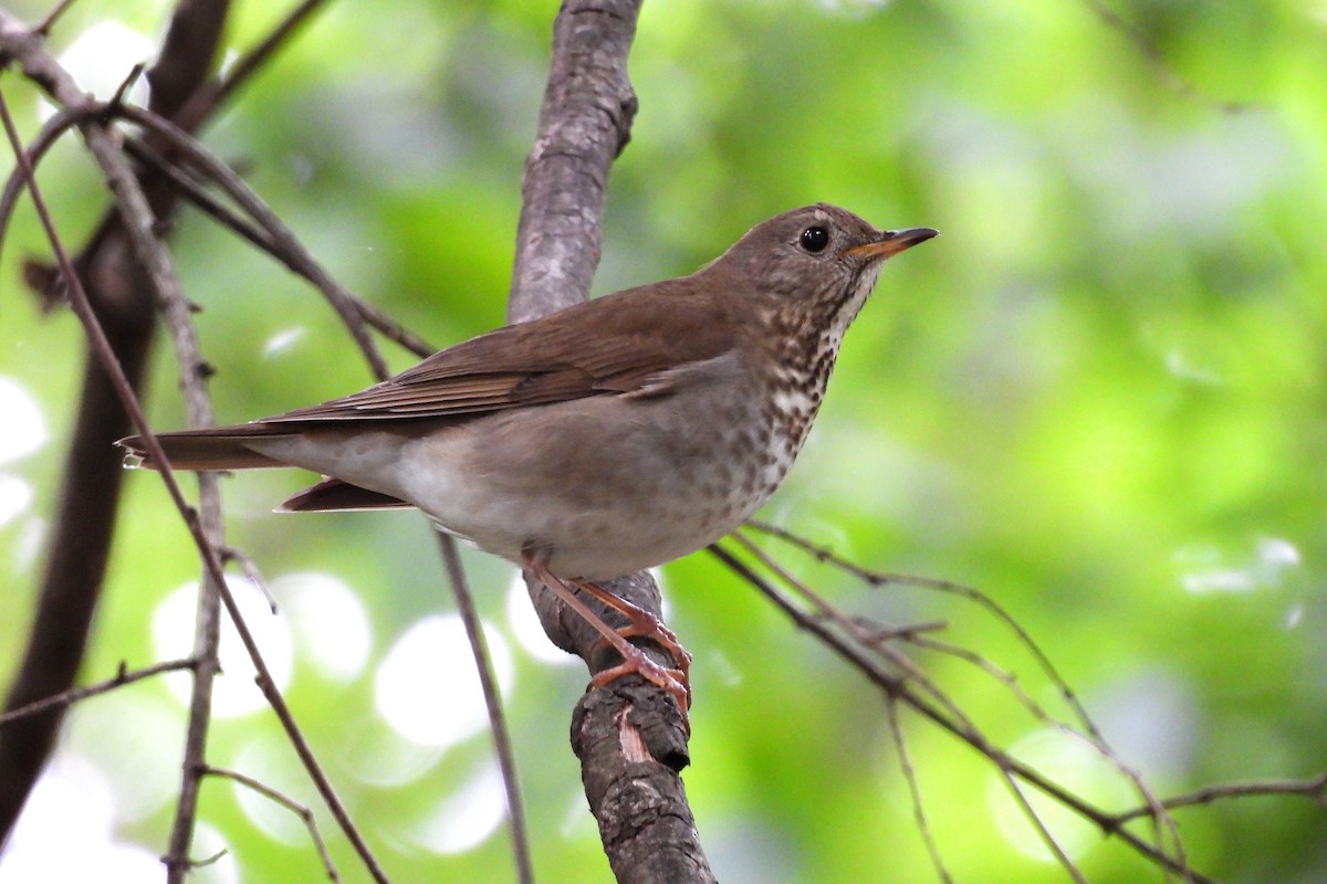 Gray-cheeked Thrush - ML620615281