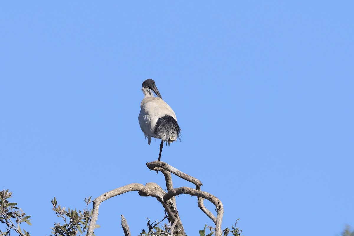 Ibis à cou noir - ML620615283