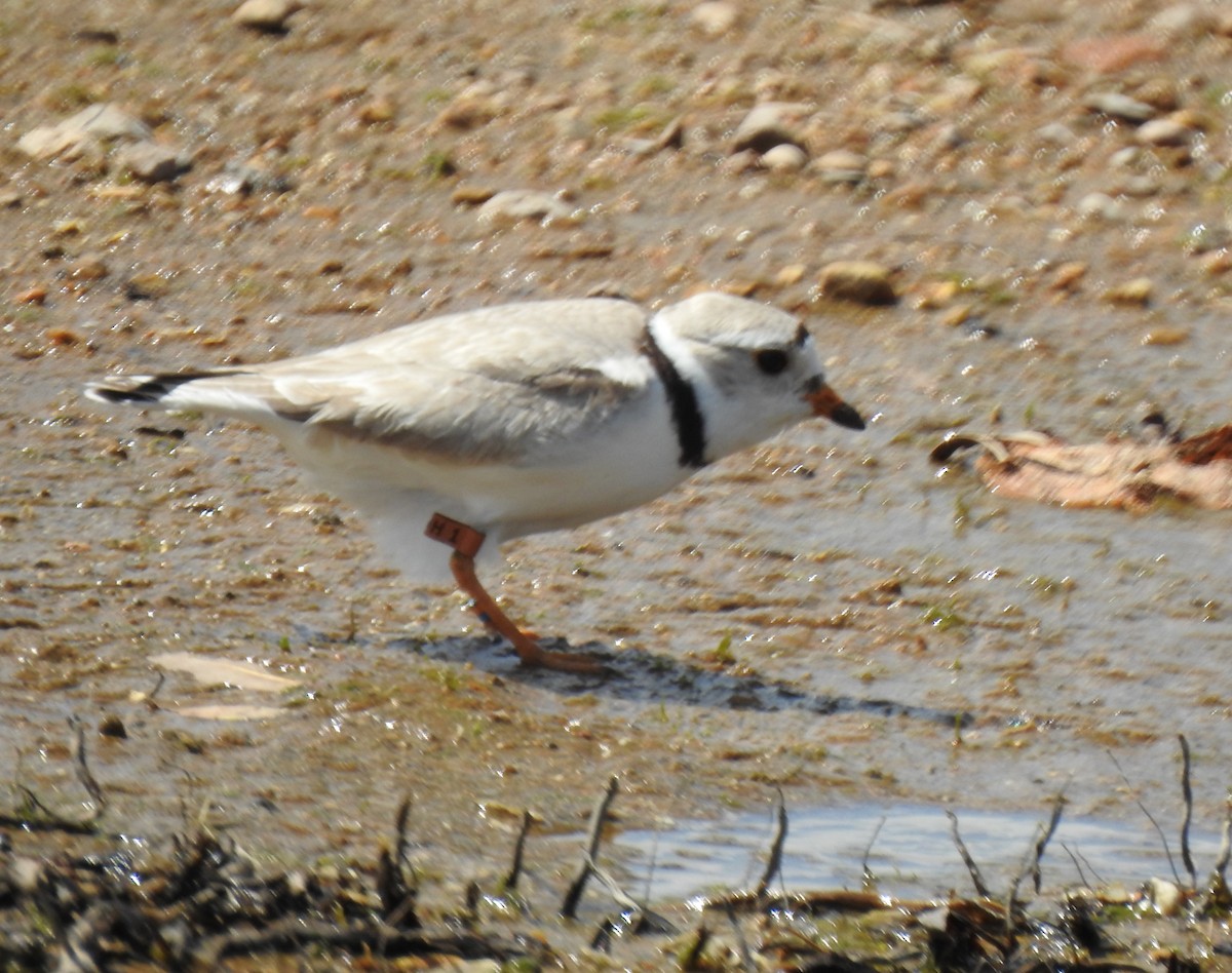 Piping Plover - ML620615284