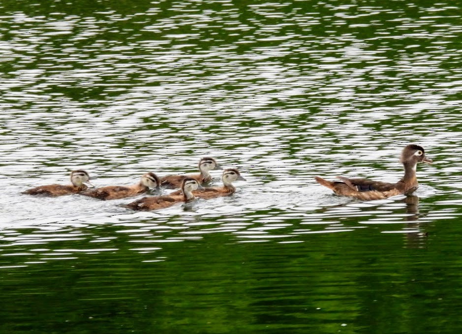 Wood Duck - ML620615285