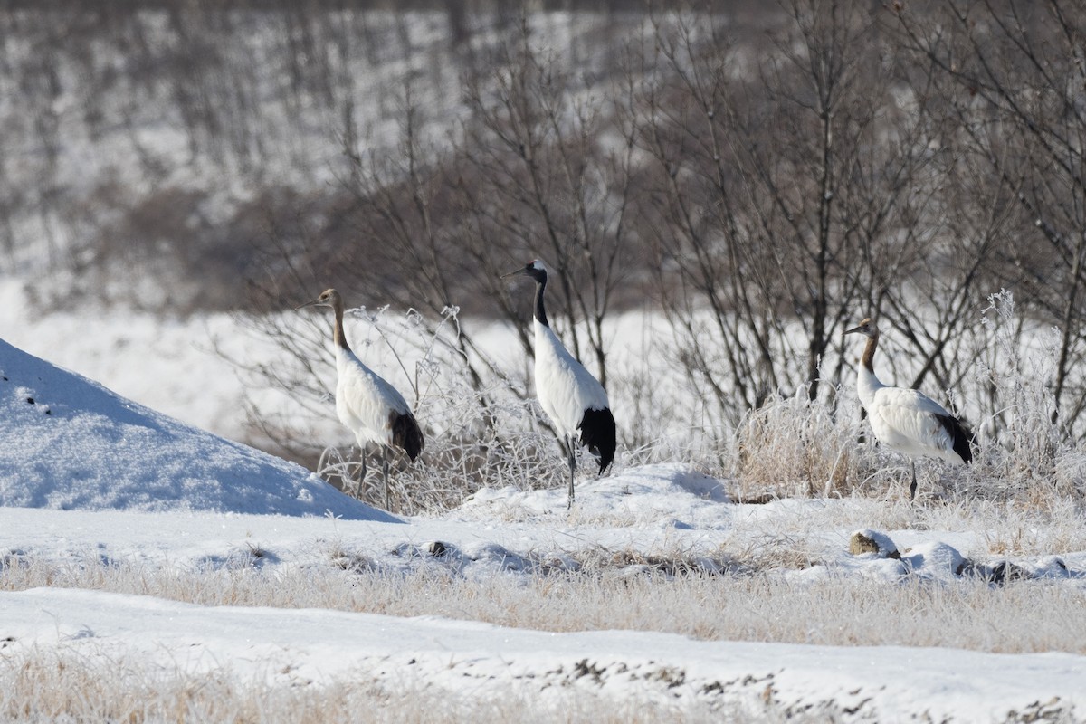 Red-crowned Crane - ML620615286