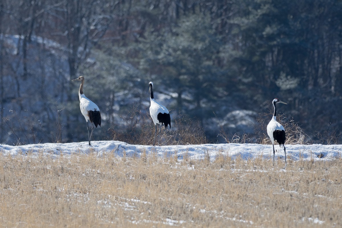 Red-crowned Crane - ML620615287