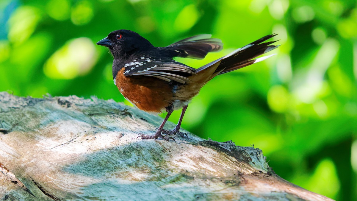 Spotted Towhee - ML620615288