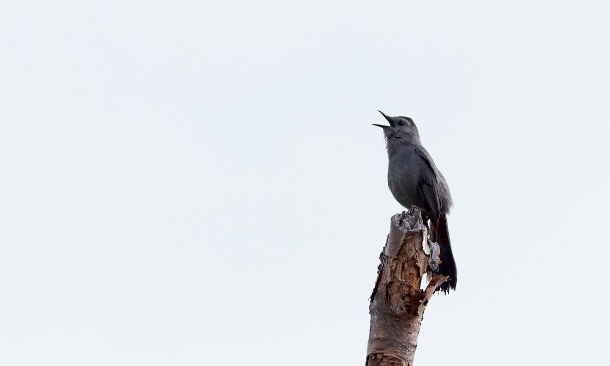 Gray Catbird - ML620615289