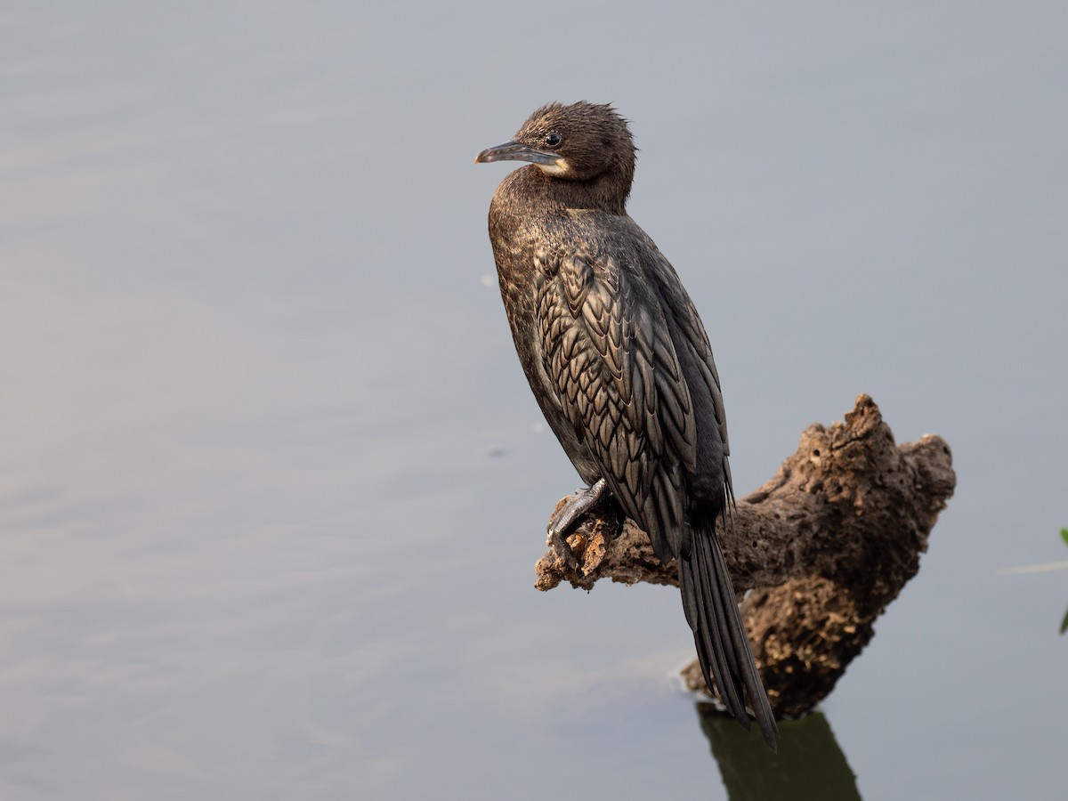 Cormoran de Vieillot - ML620615290