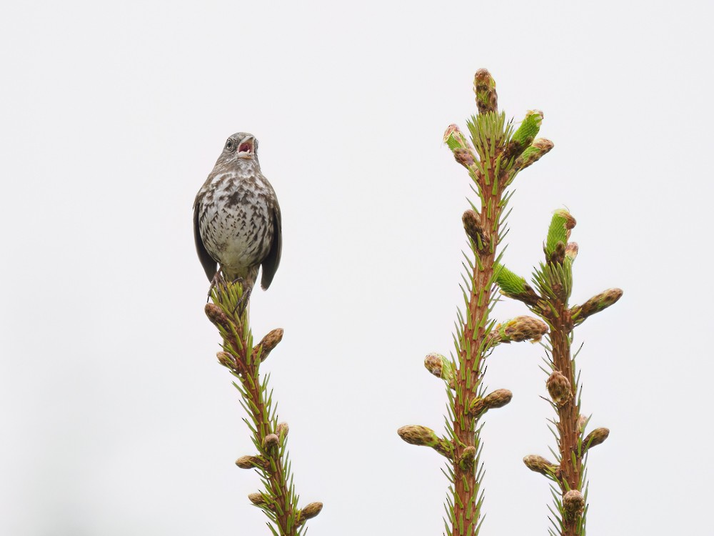 Fox Sparrow - ML620615291