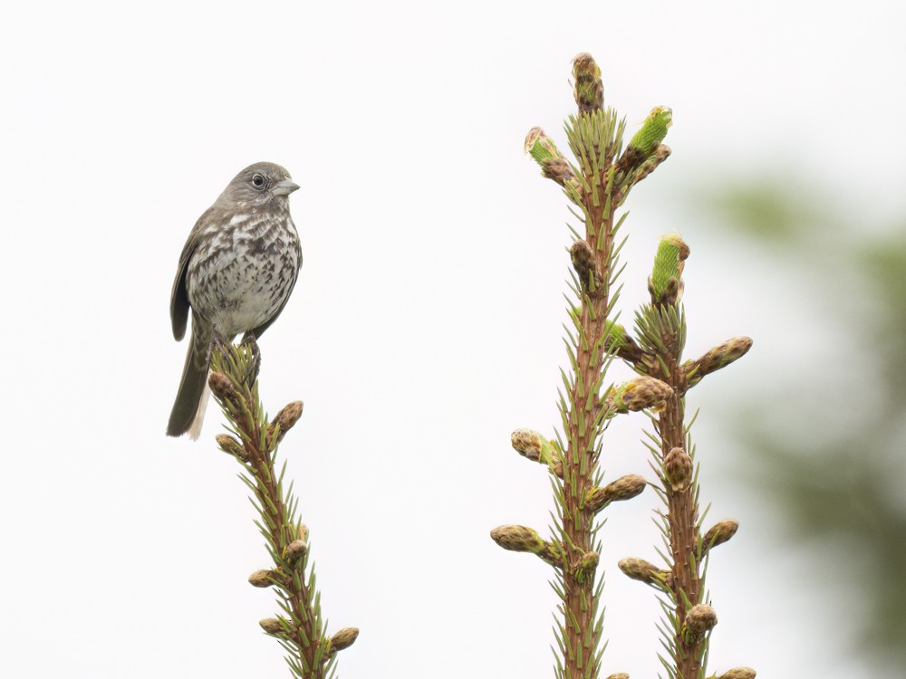 Fox Sparrow - ML620615292