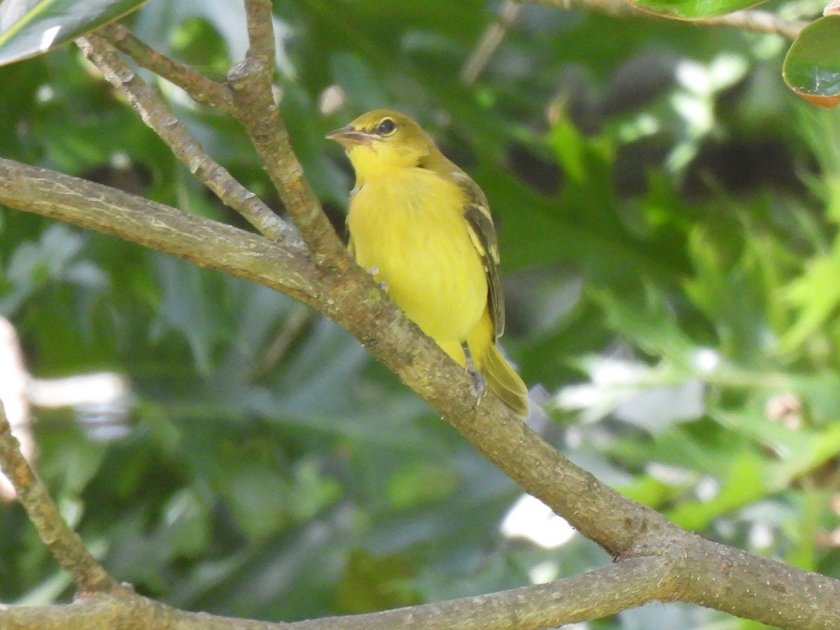 Orchard Oriole - Cathy Mathias