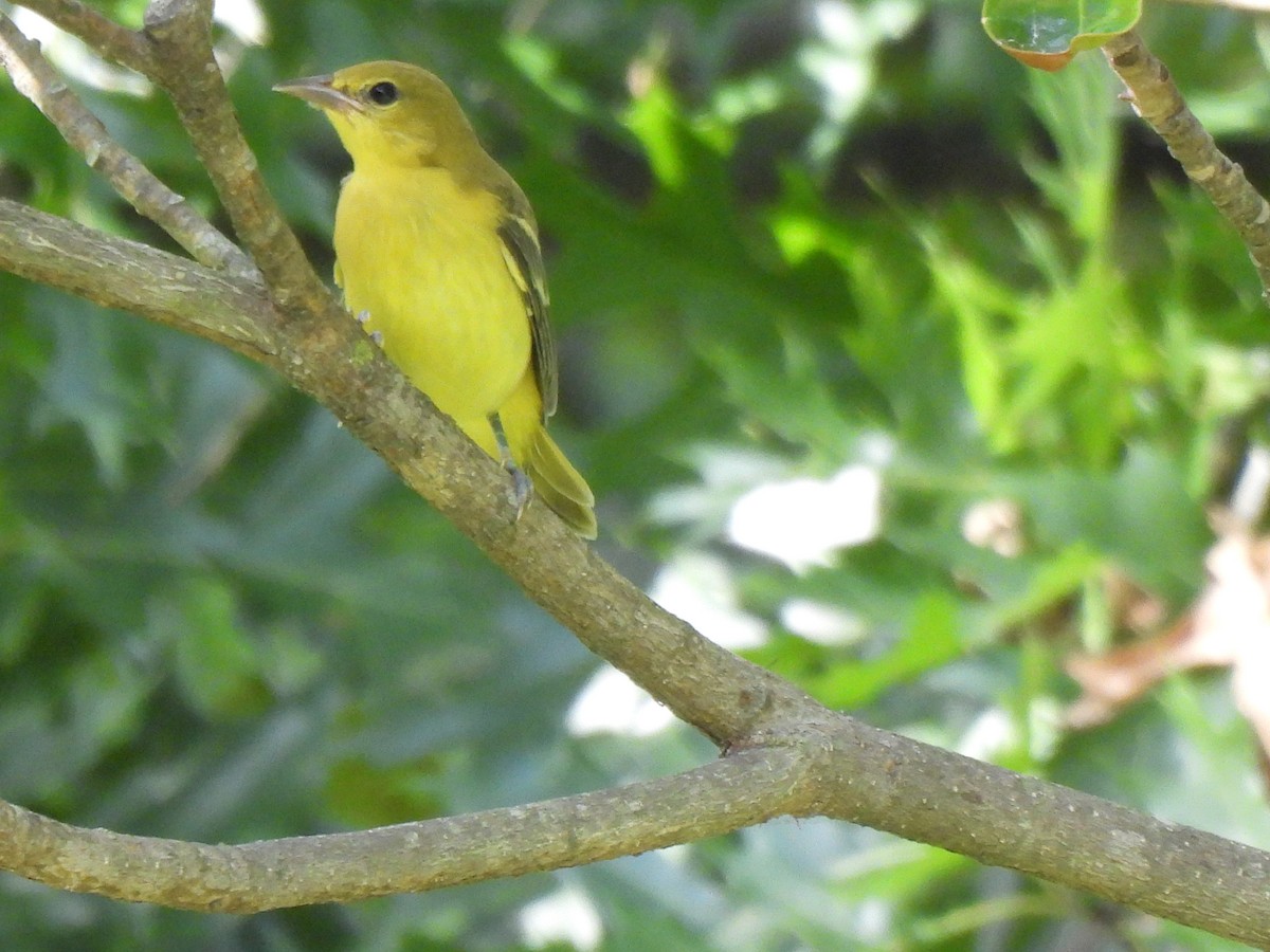 Orchard Oriole - ML620615294