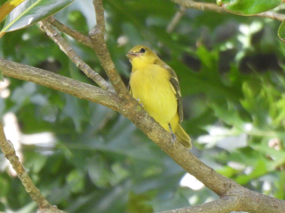 Orchard Oriole - ML620615295