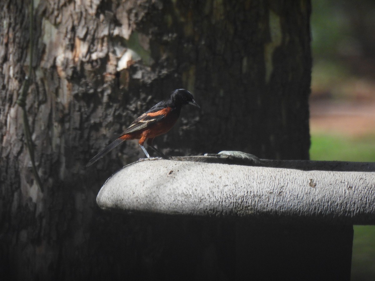 Orchard Oriole - ML620615296