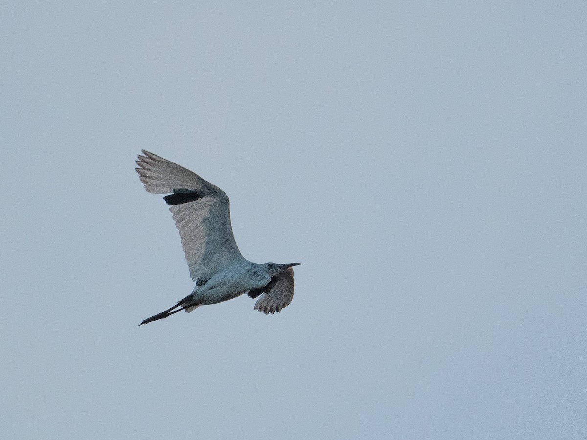 Little Blue Heron - ML620615297