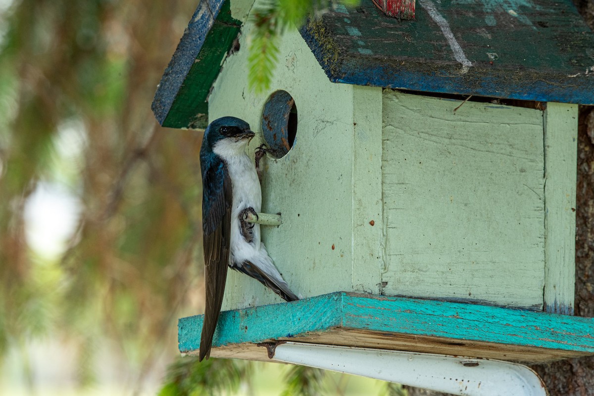 Tree Swallow - ML620615298