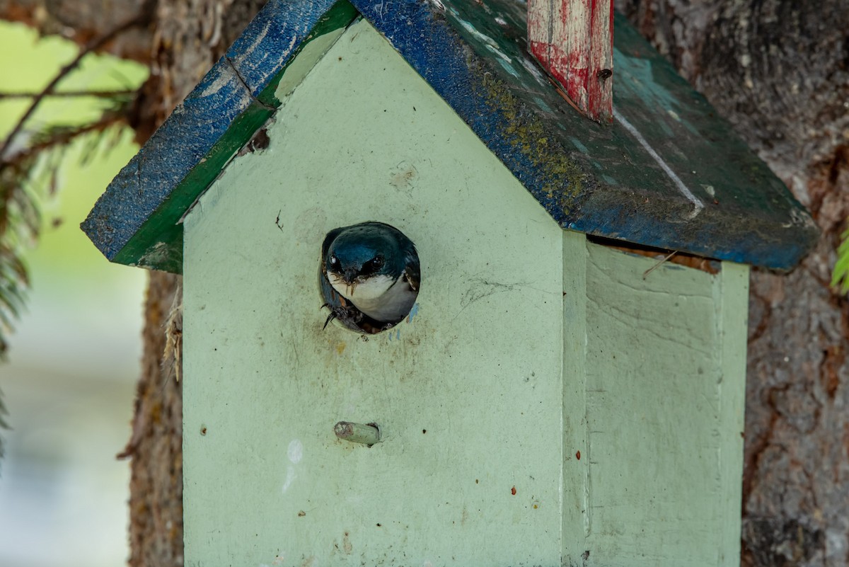 Tree Swallow - ML620615299