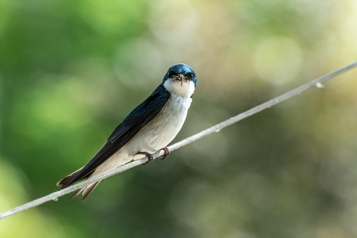 Tree Swallow - ML620615300